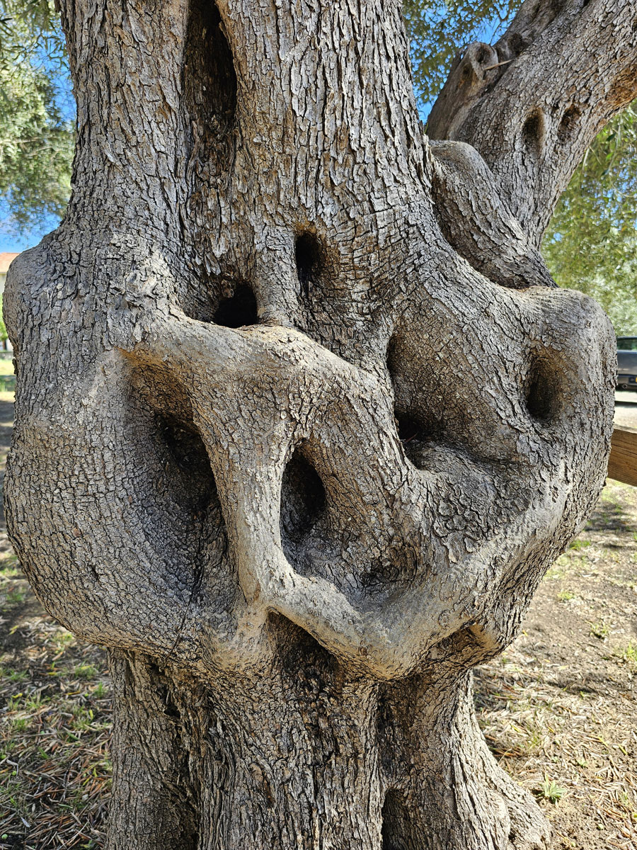 Detail eines Olivenbaumstamms mit bionischer Hohlraumstruktur